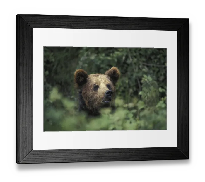 Framed Print : European Brown Bear, European Brown Bears (ursus arctos)