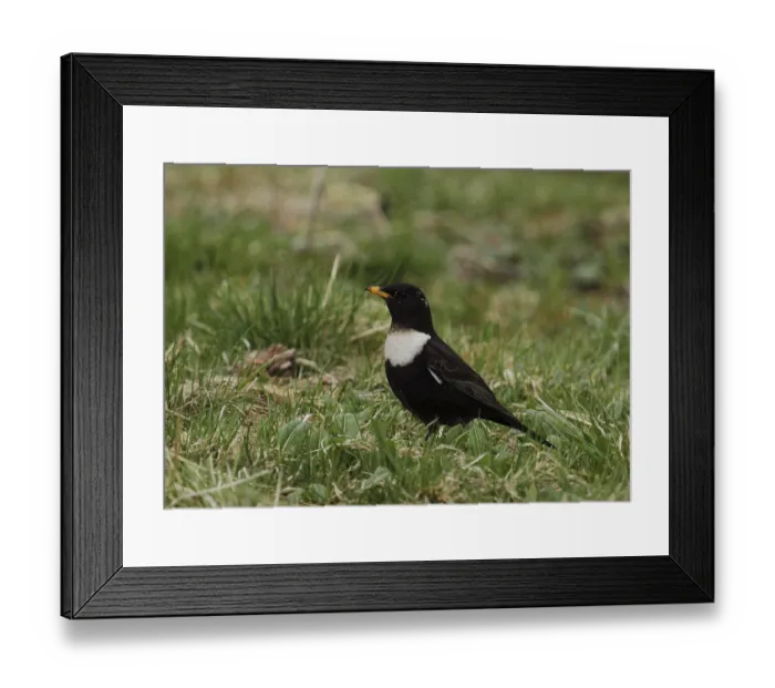 Framed Print : Ring thrush, Turdus torquatus, sitting in a meadow in Burbach Framed Print : Ring thrush, Turdus torquatus, sitting in a meadow in Burbach