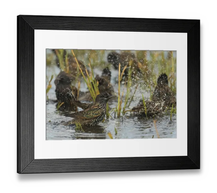 Framed Print : Stern, Sturnus vulgaris, near the shared bathroom Framed Print : Stern, Sturnus vulgaris, near the shared bathroom