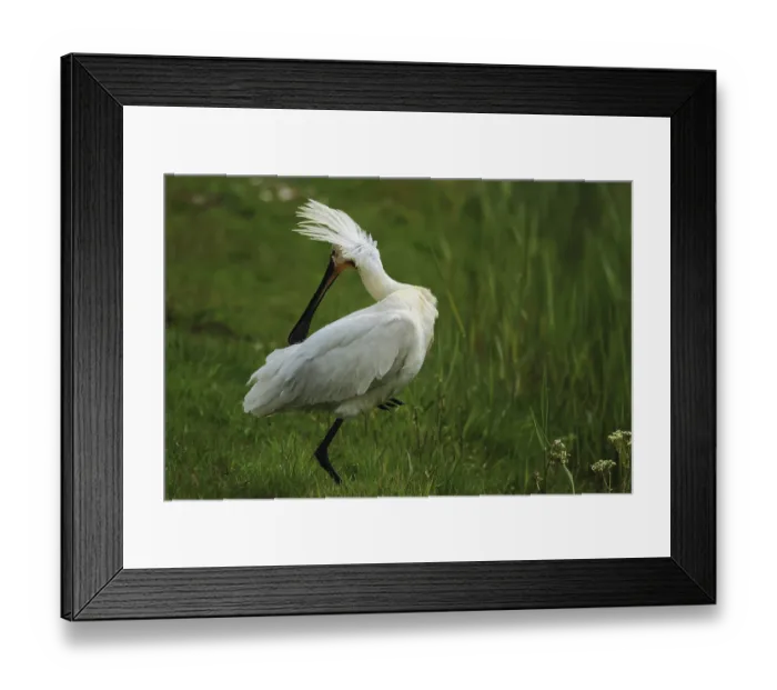 Framed Print : Loffler, Platalea leucorodia