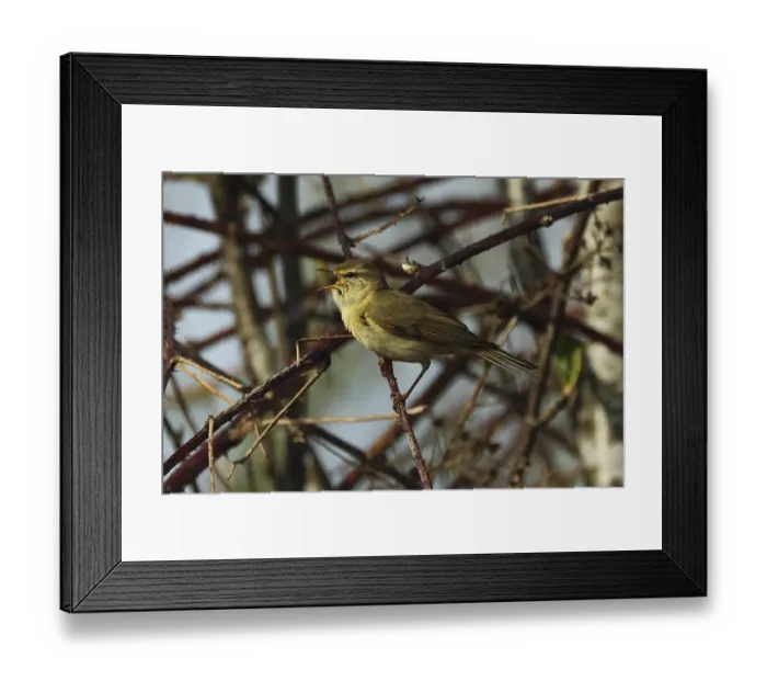 Framed Print : Willow Warbler, Phylloscopus collybita Framed Print : Willow Warbler, Phylloscopus collybita