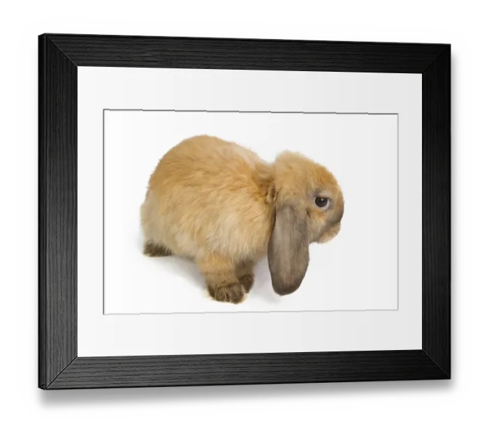 Framed Print : Baby of orange rabbit isolated on white background