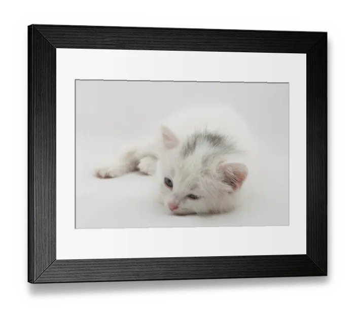 Framed Print : Little white kitten lying isolated on white background Framed Print : Little white kitten lying isolated on white background