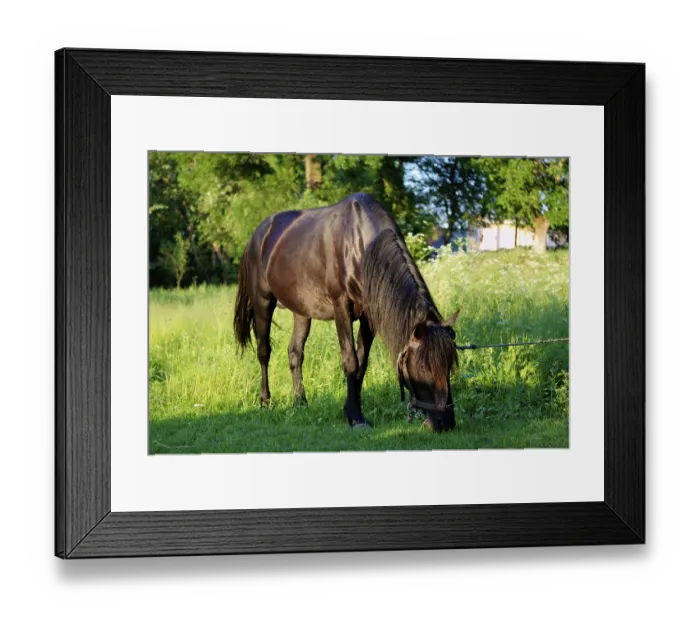 Framed Print : Picturesque summer landscape. Horse on pasture