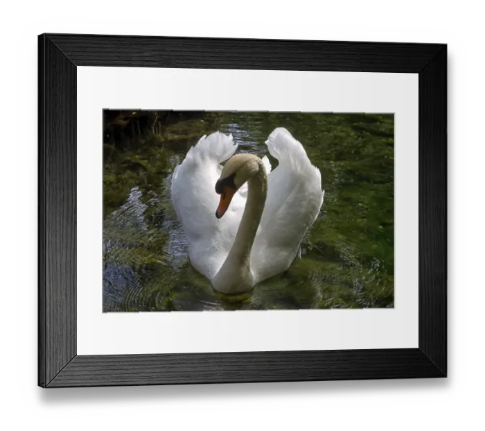 Framed Print : White swan floating on clear water