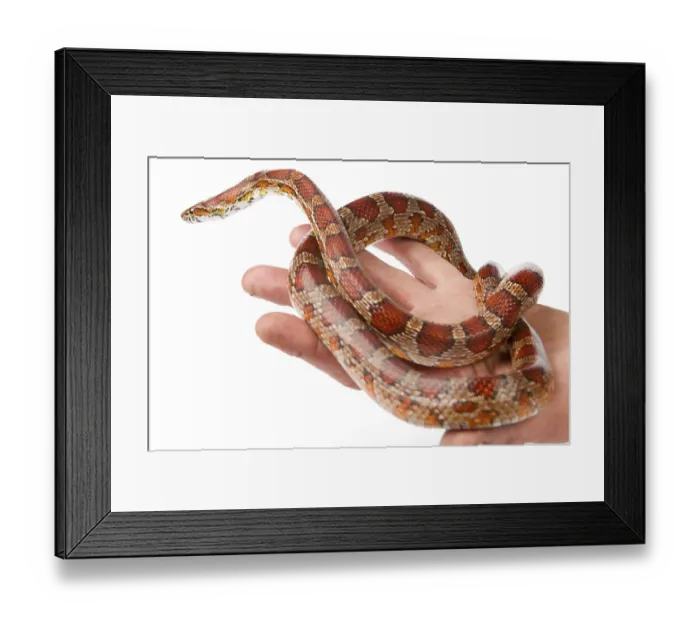 Framed Print : Snake.elaphe guttata.young boa constrictor on a white background