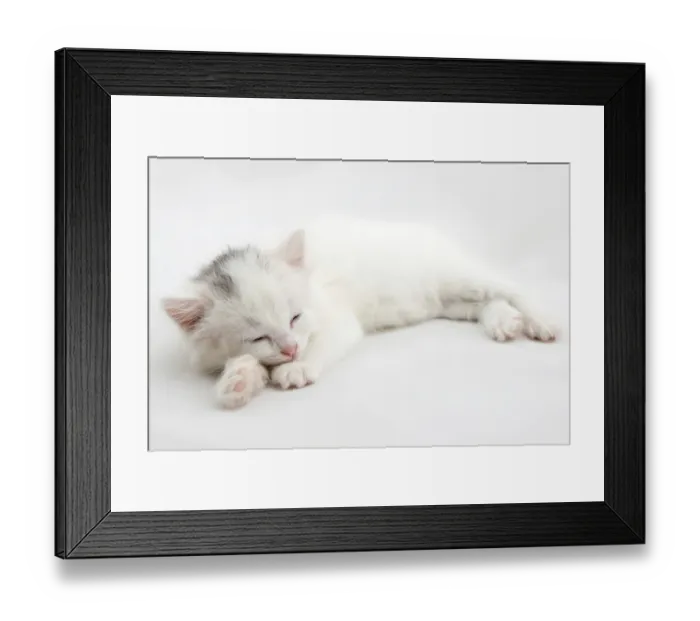 Framed Print : Little white kitten lying isolated on white background Framed Print : Little white kitten lying isolated on white background
