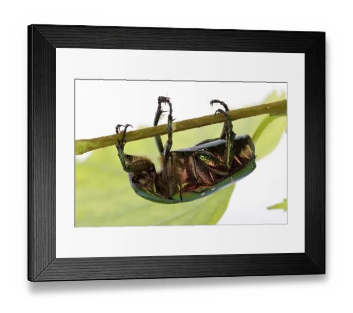 Framed Print : Rose chafer crawling on a branch (Cetonia aurata) on a white background