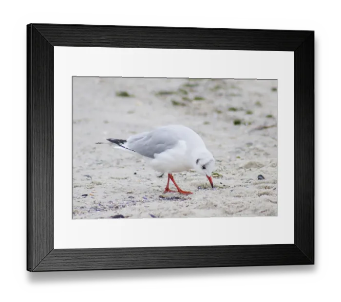 Framed Print : Seagull bird on sea beach in autumn Framed Print : Seagull bird on sea beach in autumn