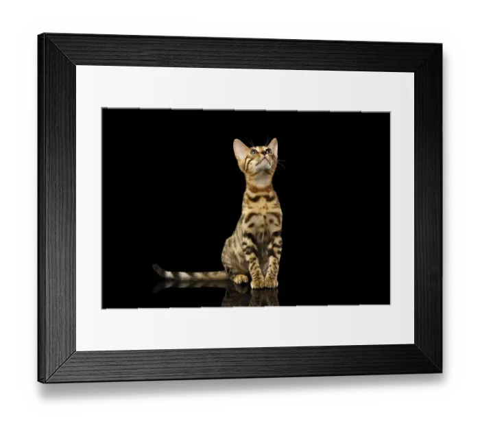 Framed Print : Bengal Kitty Sits and Looking Up on Black Background Framed Print : Bengal Kitty Sits and Looking Up on Black Background