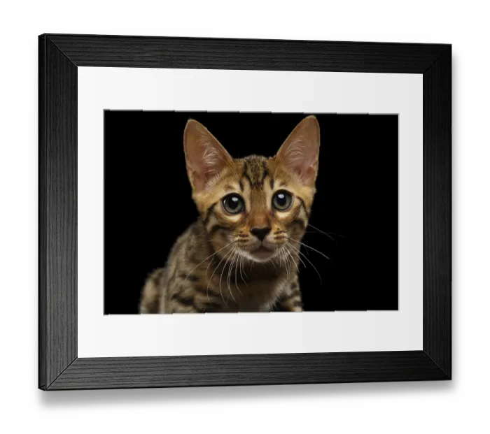 Framed Print : Closeup Bengal Kitty Looking in Camera on Black Background