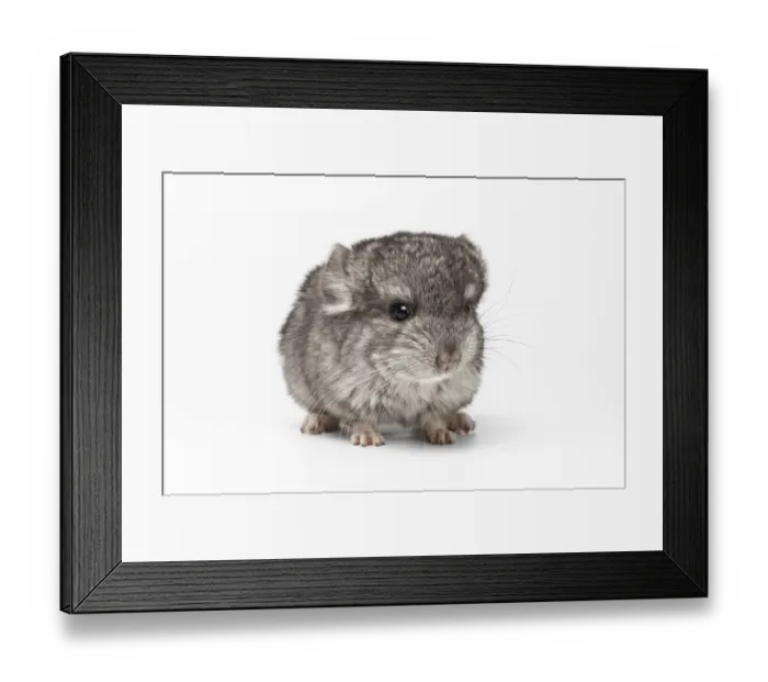 Framed Print : Gray Baby Chinchilla Loocking in camera on white Background