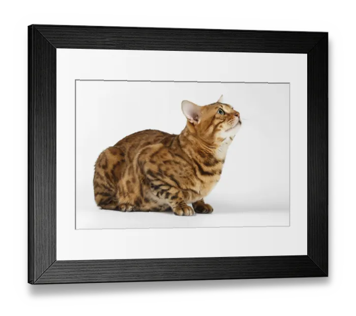 Framed Print : Bengal Cat lies on White background and Looking up