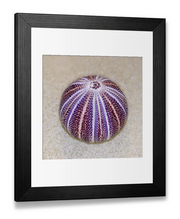 Framed Print : Colorful shell of Sea Urchin or Urchin is round and spiny with purple and red on sand Framed Print : Colorful shell of Sea Urchin or Urchin is round and spiny with purple and red on sand