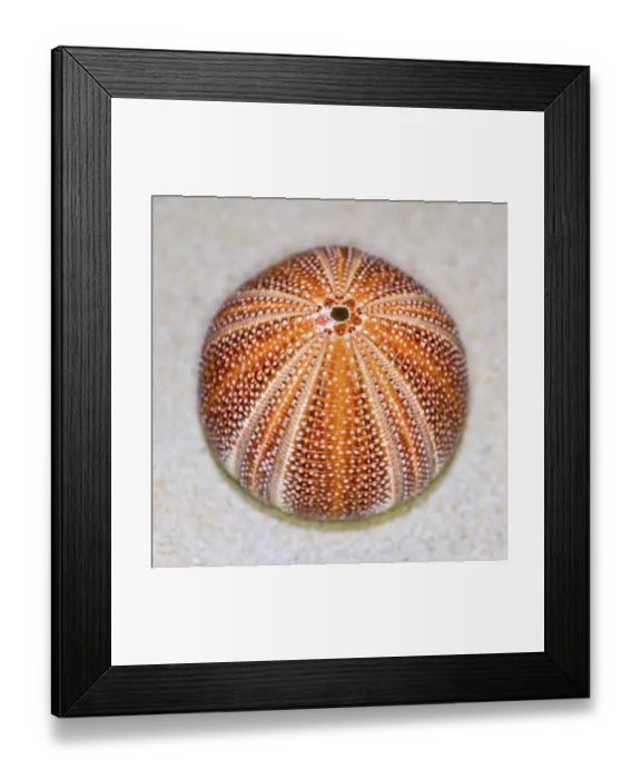 Framed Print : Colorful shell of Sea Urchin or Urchin is round and spiny with orange and red on sand