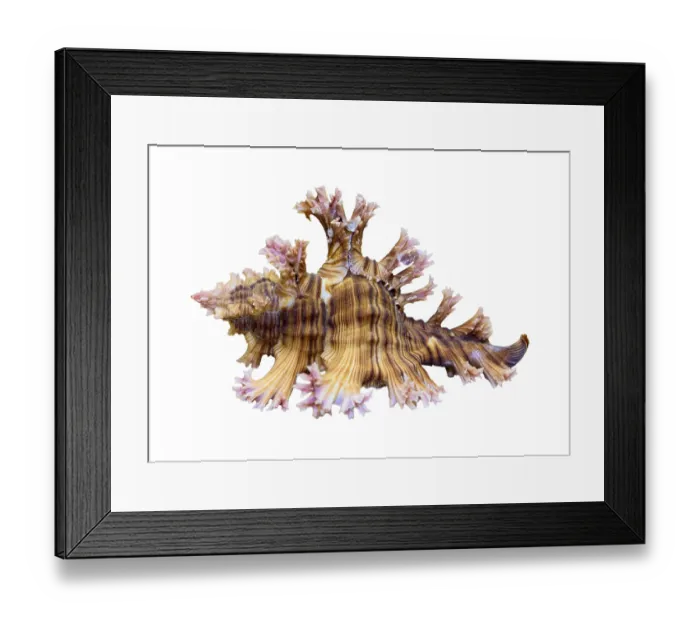 Framed Print : Shell of Murex Saulii or Chicoreus Saulii is a species of sea snail