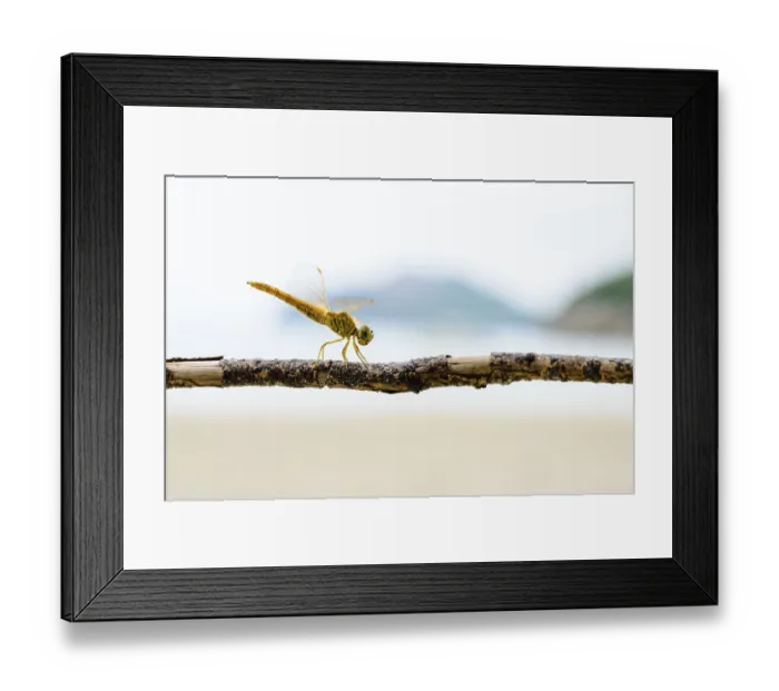 Framed Print : Pantala Flavescens, Globe Skimmer or Wandering Glider
