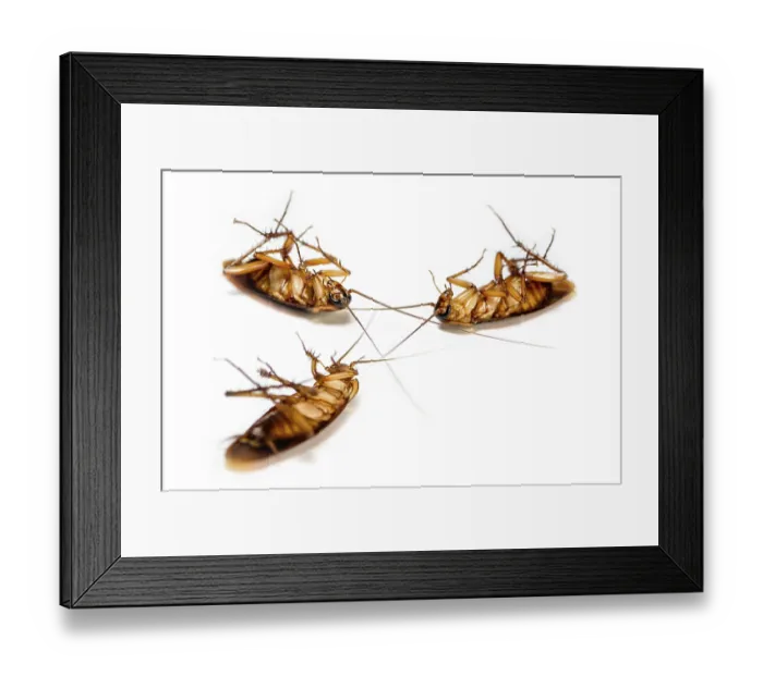 Framed Print : Macro closeup many cockroach lay dead isolated on white background