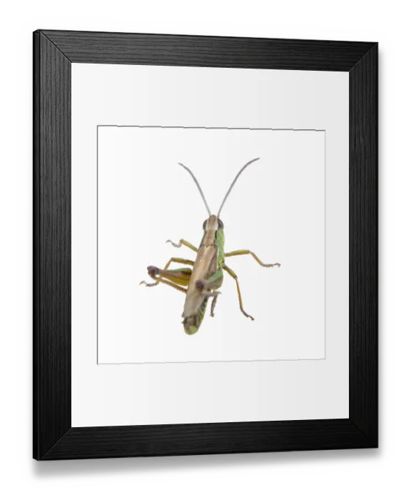 Framed Print : Green brown grasshopper isolated on a white background