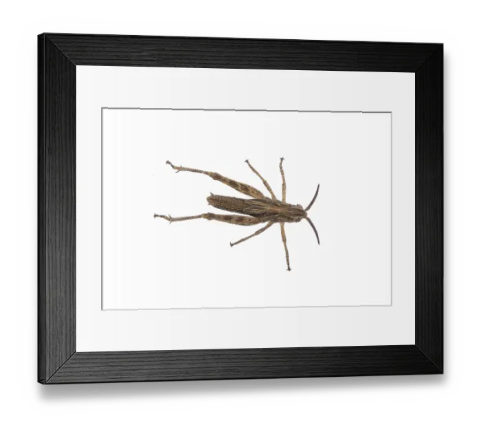 Framed Print : Nice brown grasshopper on a white background
