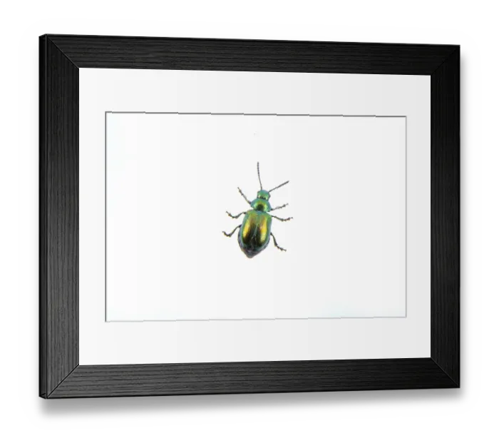 Framed Print : Green beelte isolated on a white background