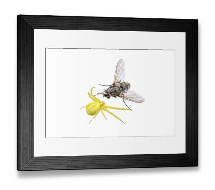 Framed Print : Green spider whit fly isolated on a white background Framed Print : Green spider whit fly isolated on a white background