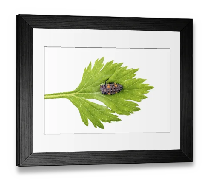 Framed Print : Ladybird larva on green leaf isolated on white background