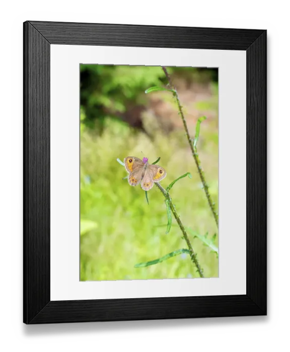 Framed Print : Brown butterfly sitting on a flower Framed Print : Brown butterfly sitting on a flower
