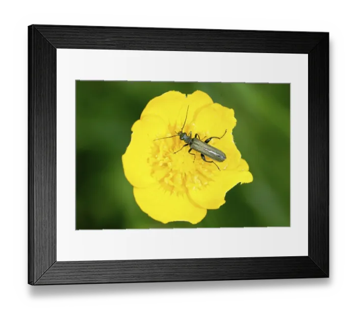 Framed Print : Brown beetle on the yellow flower with blurred background