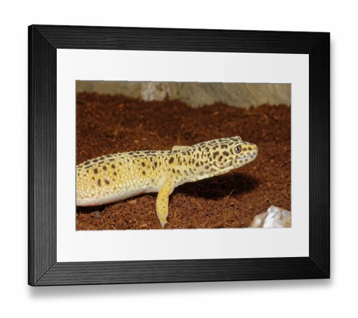 Framed Print : Detail of leopard gecko on a brown background