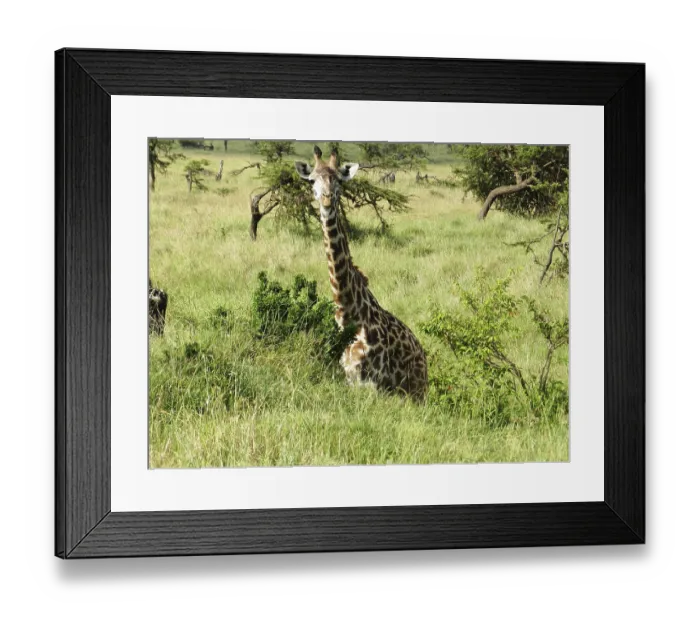 Framed Print : Lonely giraffe eating acacia leaves in the African savannah Framed Print : Lonely giraffe eating acacia leaves in the African savannah