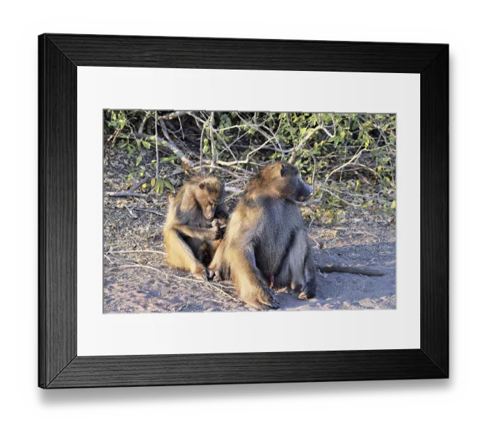 Framed Print : A group of baboons grooming themselves in Chobe National Park