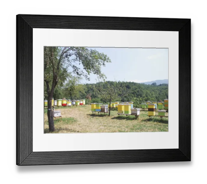 Framed Print : Colorful wooden beehives in a rural apiary surrounded by lush greenery Framed Print : Colorful wooden beehives in a rural apiary surrounded by lush greenery