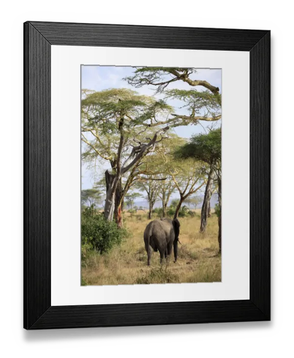 Framed Print : African Elephant (Loxodonta africana) Framed Print : African Elephant (Loxodonta africana)