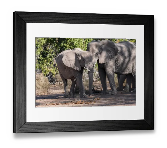 Framed Print : Two African elephants (Loxodonta africana)
