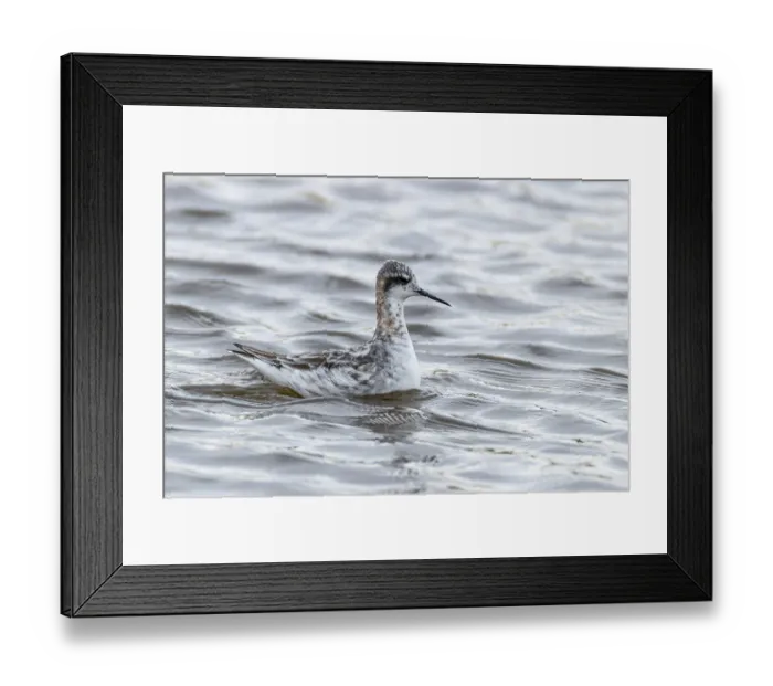 Framed Print : Odin's chicken, Phalaropus lobatus Framed Print : Odin's chicken, Phalaropus lobatus