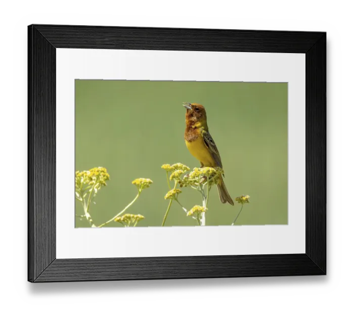 Framed Print : Brown-headed rabbit, songbird, Emberiza bruniceps Framed Print : Brown-headed rabbit, songbird, Emberiza bruniceps