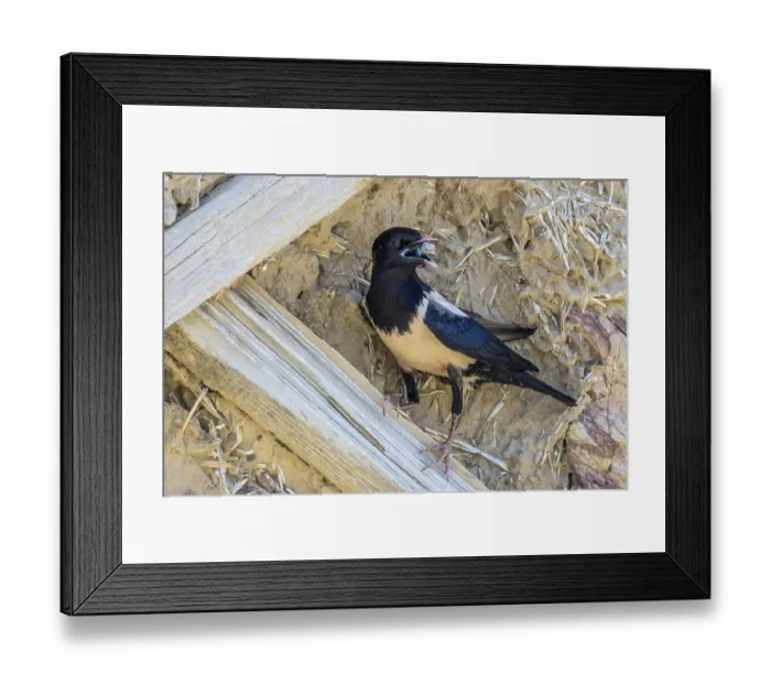 Framed Print : Rose Star, Pastor Roseus, Sturnus Roseus