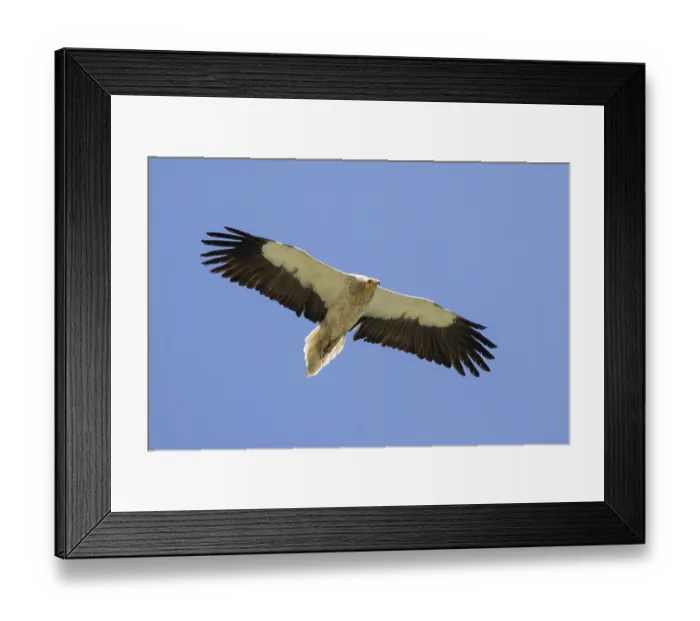 Framed Print : Mud vulture, Neophron percnopterus, Uzbekistan Framed Print : Mud vulture, Neophron percnopterus, Uzbekistan