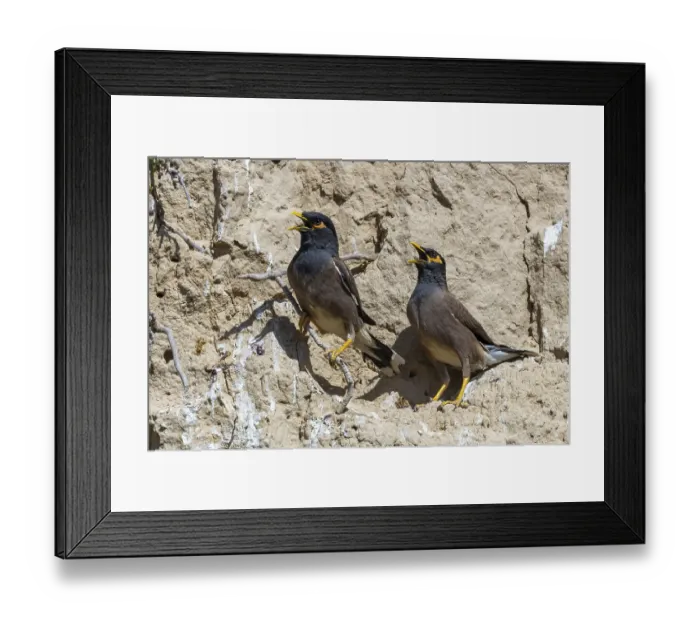 Framed Print : Hirtenmaina, Acridotheres tristis, Uzbekistan Framed Print : Hirtenmaina, Acridotheres tristis, Uzbekistan