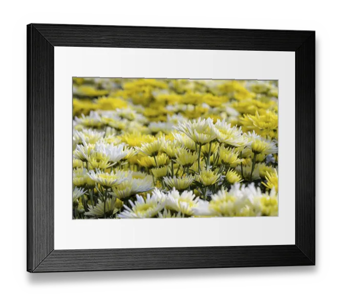 Framed Print : Chrysanthemum Morifolium flowers garden on Doi Inthanon mountain in Chiang Mai province of Thailand