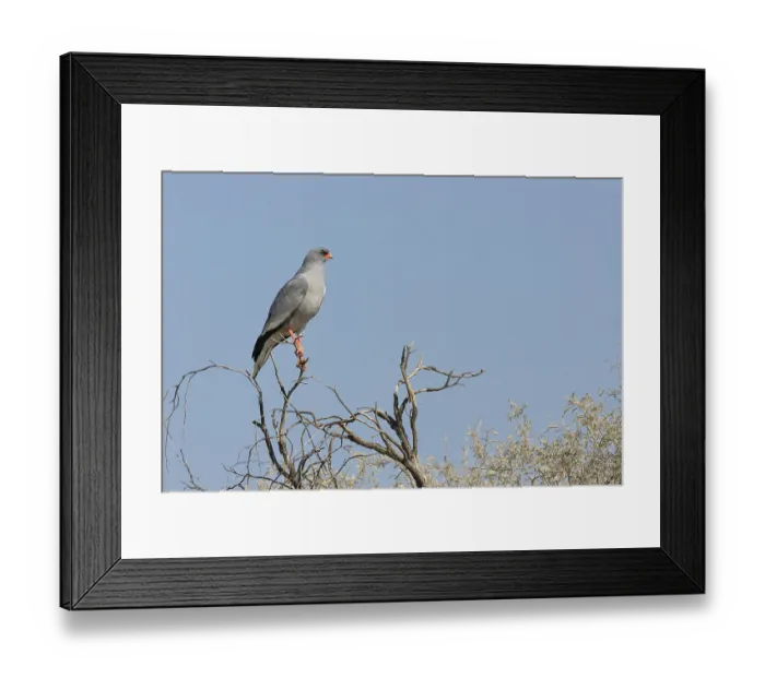 Framed Print : Pale chanting goshawk (Melierax canorus)