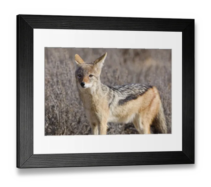 Framed Print : Black-backed jackal (Lupulella mesomelas) Framed Print : Black-backed jackal (Lupulella mesomelas)