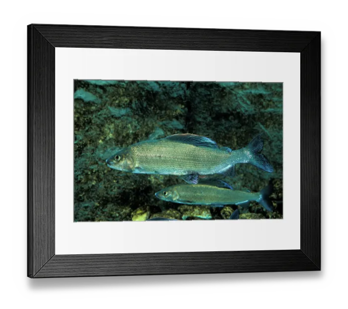 Framed Print : Thymallus thymallus