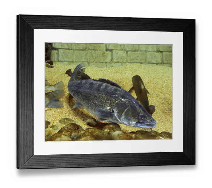Framed Print : Sander lucioperca