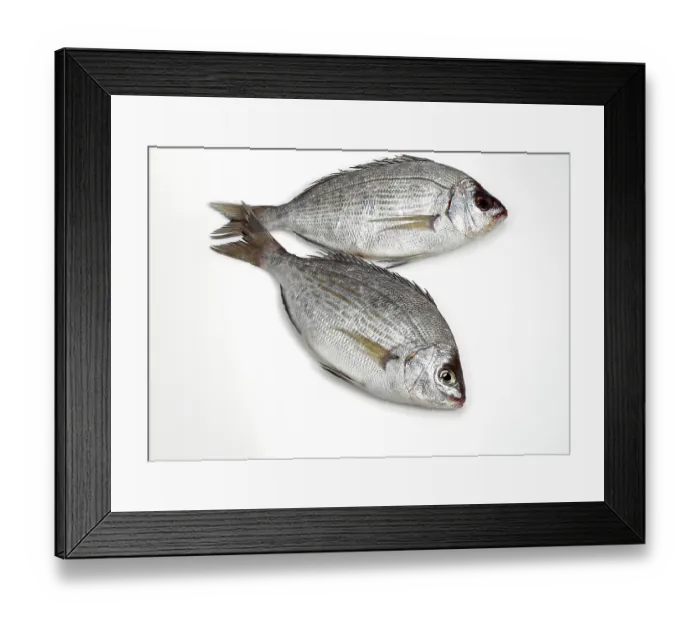 Framed Print : Spondyliosoma cantharus Framed Print : Spondyliosoma cantharus