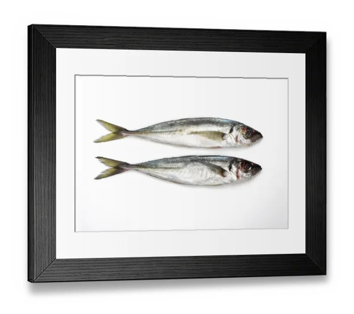Framed Print : Horse mackerel, Horse mackerel Framed Print : Horse mackerel, Horse mackerel