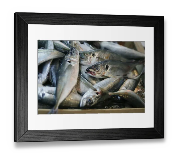 Framed Print : Horse Mackerel, Horse Mackerel