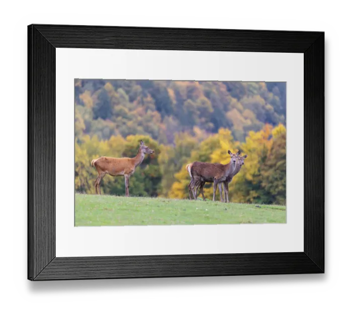 Framed Print : A herd of red deer cows (Cervus elaphus) stands in a meadow Framed Print : A herd of red deer cows (Cervus elaphus) stands in a meadow