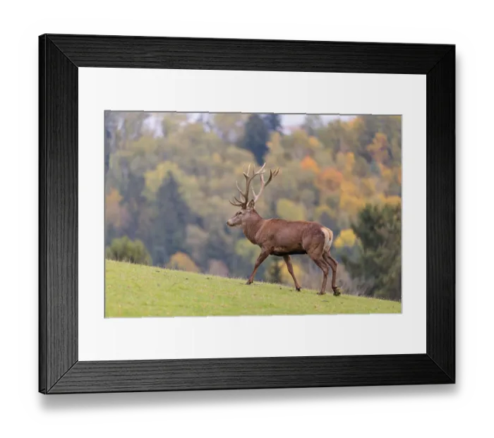 Framed Print : A Red Deer stag (Cervus elaphus) runs across a green meadow in hilly terrain Framed Print : A Red Deer stag (Cervus elaphus) runs across a green meadow in hilly terrain